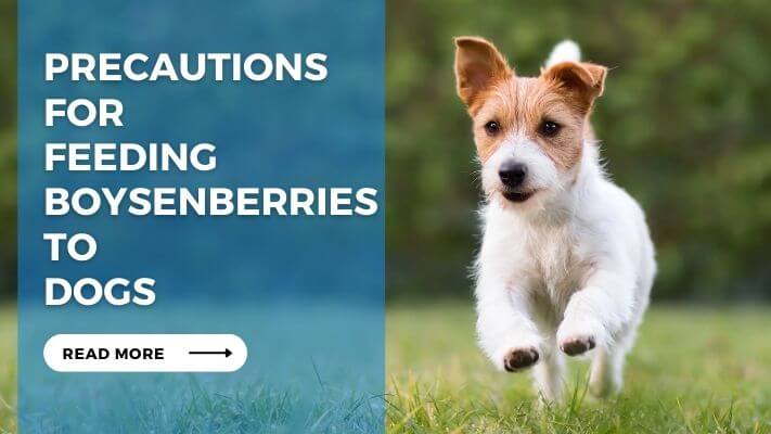 Precautions for Feeding Boysenberries to Dogs