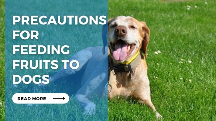 Precautions for Feeding Fruits to Dogs