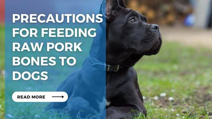 Precautions for Feeding Raw Pork Bones to Dogs