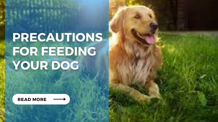 Precautions for Feeding Your Dog