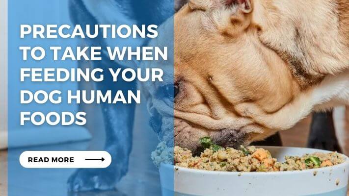 Precautions to Take When Feeding Your Dog Human Foods