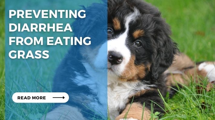 Preventing Diarrhea from Eating Grass