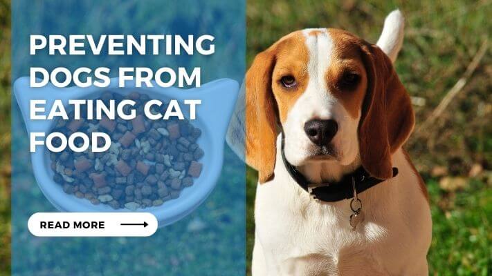 Preventing Dogs from Eating Cat Food