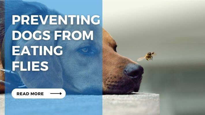 Preventing Dogs from Eating Flies