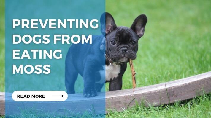 Preventing Dogs from Eating Moss