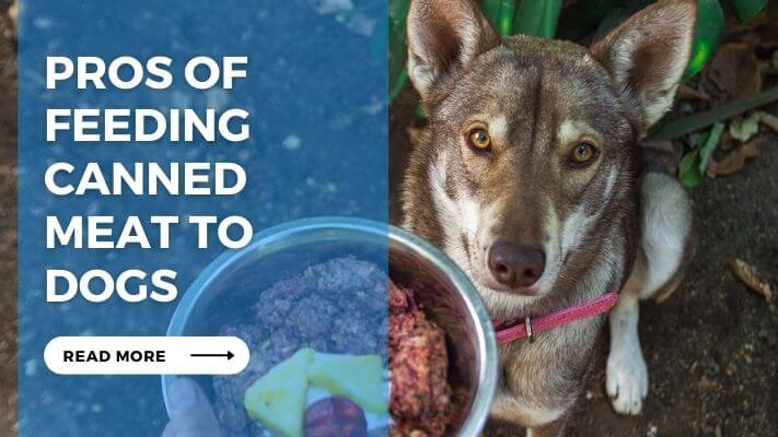 Pros of Feeding Canned Meat to Dogs