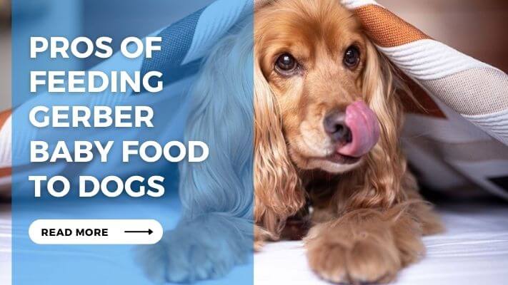 Pros of Feeding Gerber Baby Food to Dogs