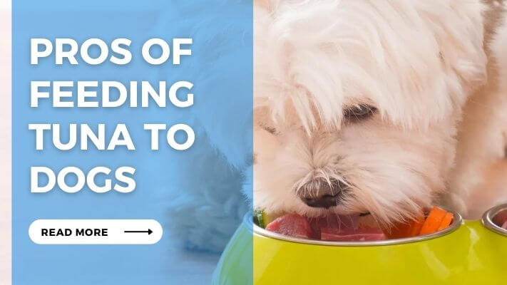 Pros of Feeding Tuna to Dogs