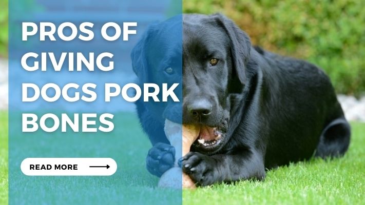 Pros of Giving  Dogs Pork Bones