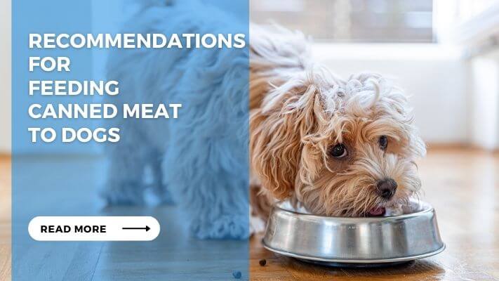 Recommendations for Feeding Canned Meat to Dogs