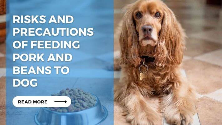 Risks and Precautions of Feeding Pork and Beans to Dog