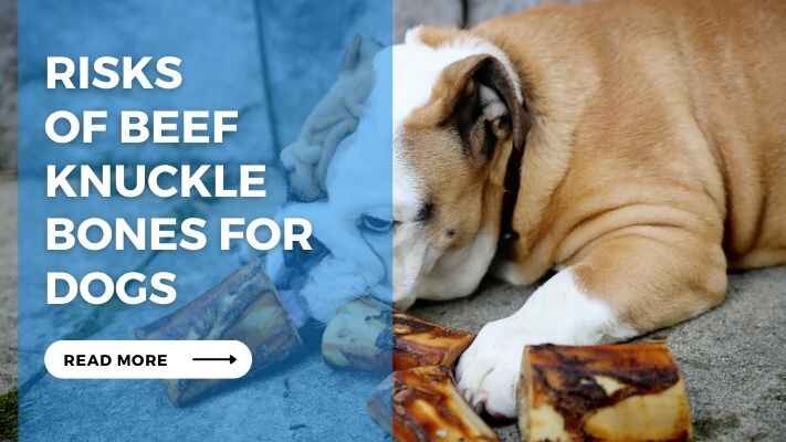 Risks of Beef Knuckle Bones for Dogs