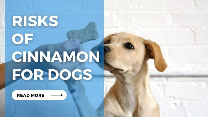 Risks  of Cinnamon  for Dogs