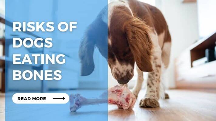 Risks of Dogs Eating Bones