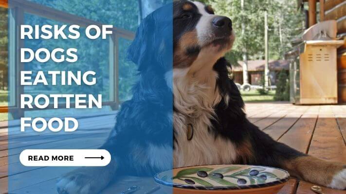 Risks of Dogs Eating Rotten Food