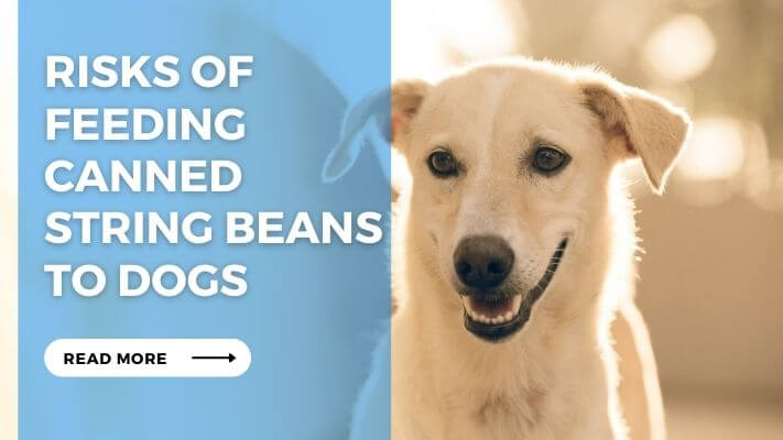 Risks of Feeding Canned String Beans to Dogs