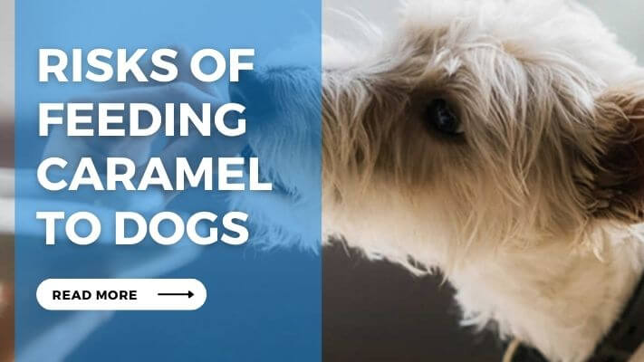 Risks of Feeding Caramel to Dogs