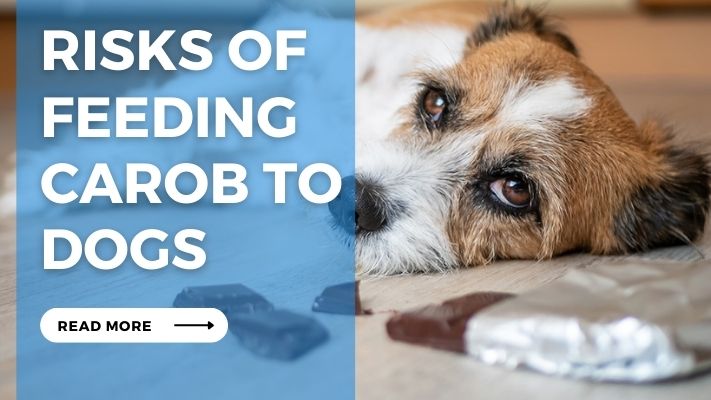 Risks of Feeding Carob to Dogs