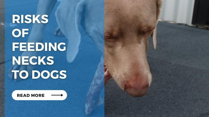 Risks of Feeding Chicken Necks to Dogs