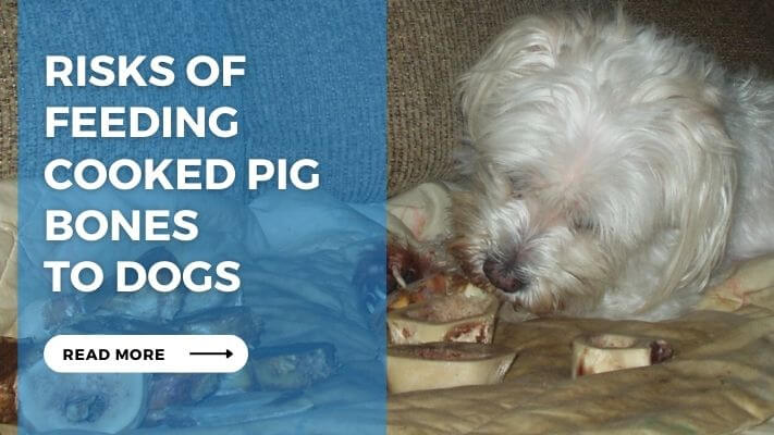 Risks of Feeding Cooked Pig Bones to Dogs