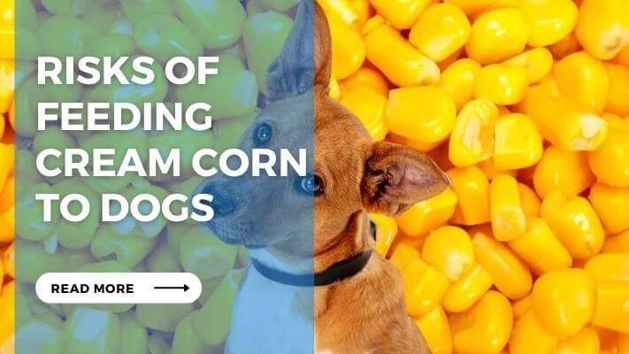 Risks of Feeding  Cream Corn  to Dogs