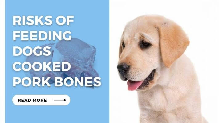 Risks of Feeding Dogs Cooked Pork Bones