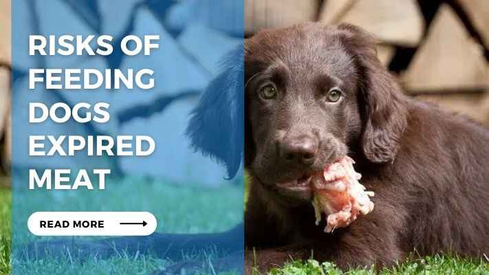 Risks of Feeding Dogs Expired Meat