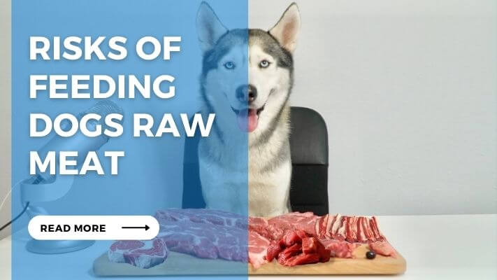 Risks of Feeding Dogs Raw Meat