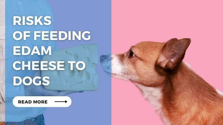 Risks of Feeding Edam Cheese to Dogs