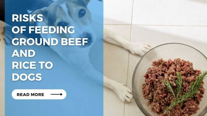 Risks of Feeding Ground Beef and Rice to Dogs