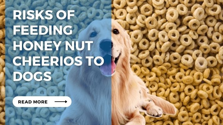 Risks of Feeding Honey Nut Cheerios to Dogs