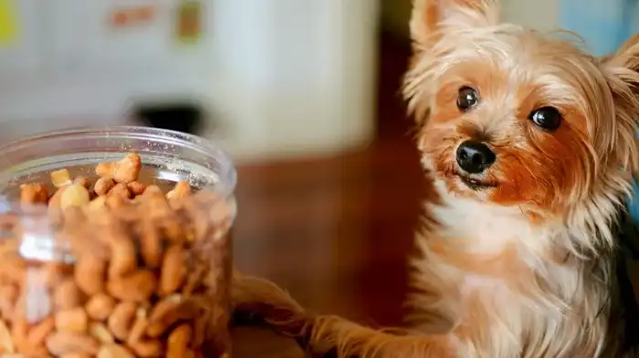 Are Honey Roasted Cashews Safe for Dogs?