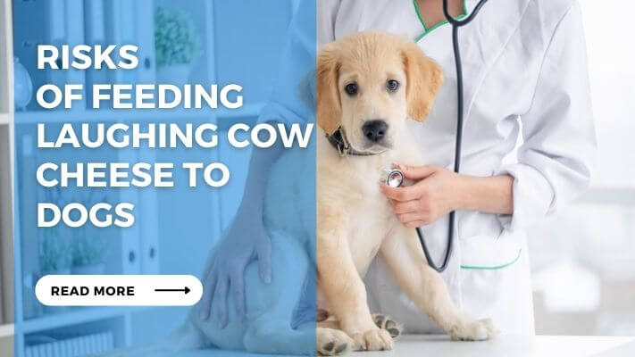 Risks of Feeding Laughing Cow Cheese to Dogs