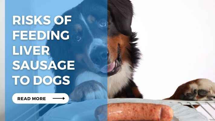 Risks of Feeding Liver Sausage to Dogs