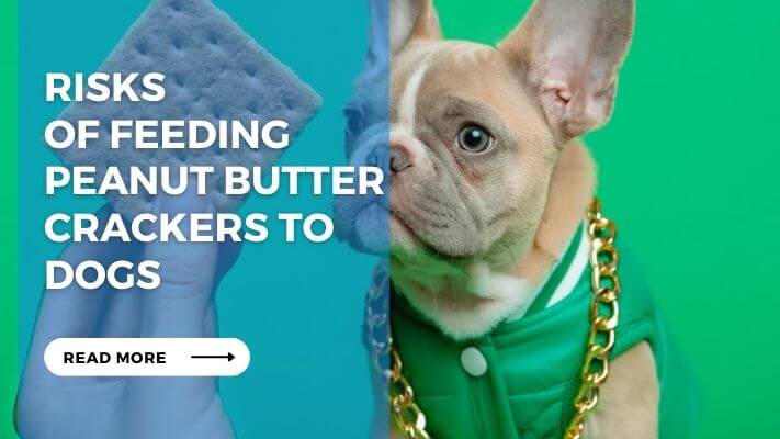 Risks  of Feeding Peanut Butter Crackers to Dogs