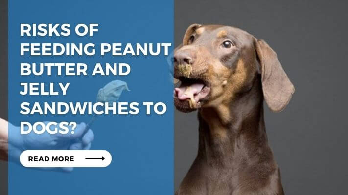 Risks of Feeding Peanut Butter and Jelly Sandwiches to Dogs