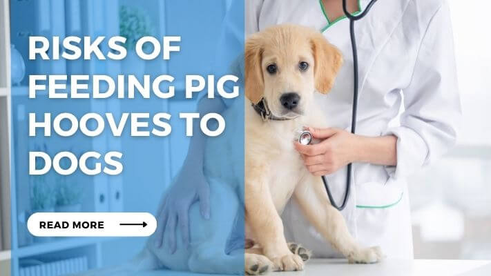 Risks of Feeding Pig Hooves to Dogs