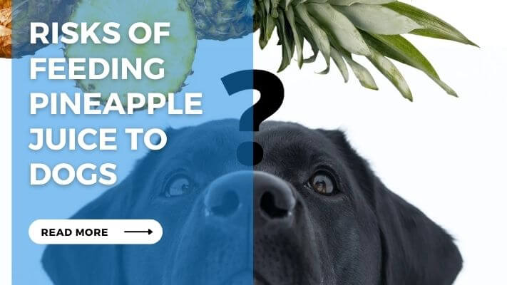 Risks of  Feeding Pineapple  Juice to  Dogs