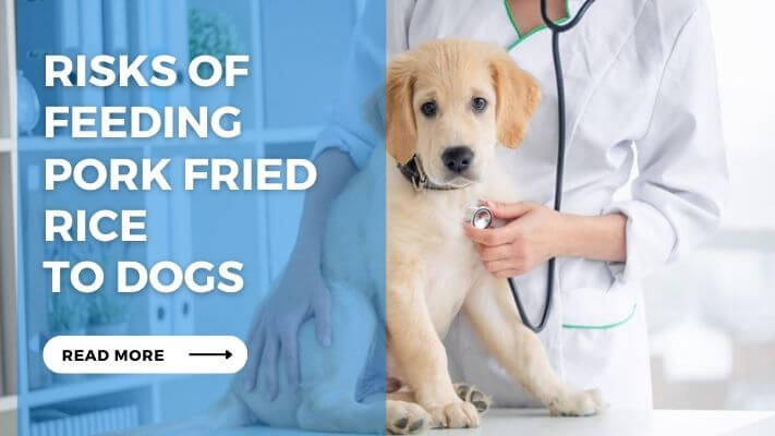 Risks of Feeding Pork Fried Rice to Dogs