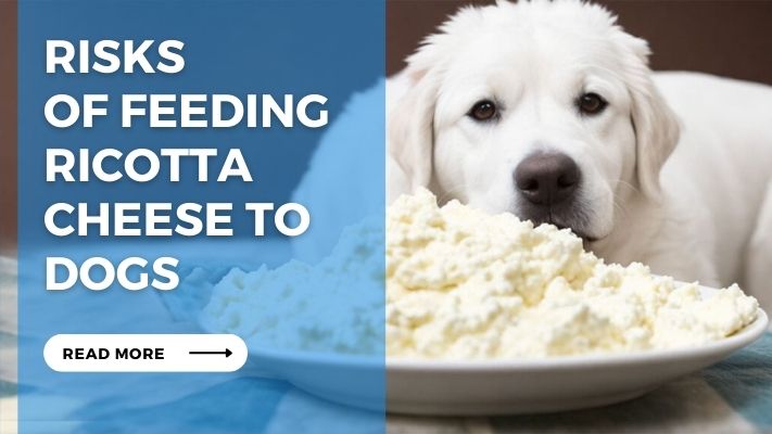 Risks  of Feeding  Ricotta  Cheese to  Dogs