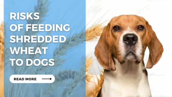 Risks of Feeding Shredded Wheat to Dogs