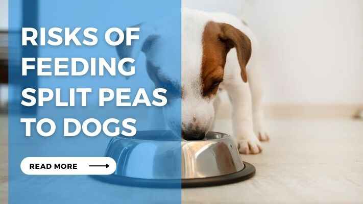 Risks of Feeding Split Peas to Dogs