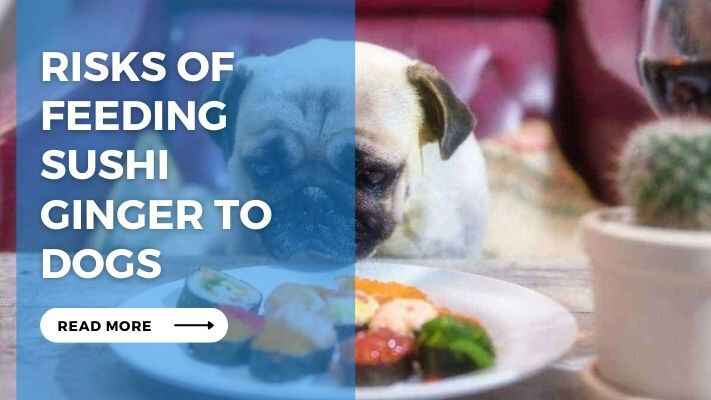 Risks of Feeding Sushi Ginger to Dogs