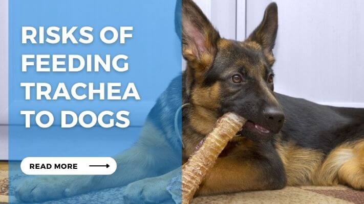 Risks of Feeding Trachea to Dogs