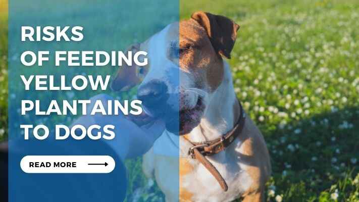 Risks of Feeding Yellow Plantains to Dogs