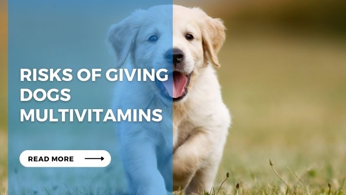 Risks of Giving Dogs Multivitamins