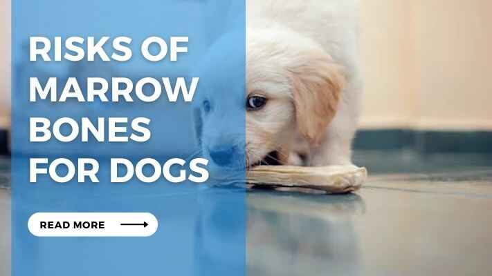 Risks of Marrow Bones for Dogs