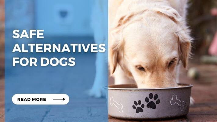 Safe Alternatives for Dog