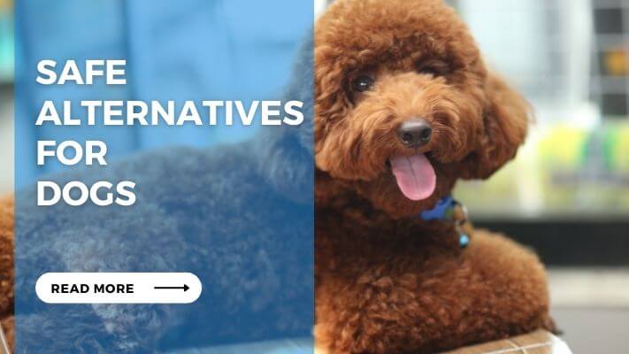 Safe Alternatives for Dogs