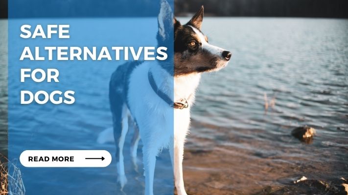 Safe Alternatives for Dogs